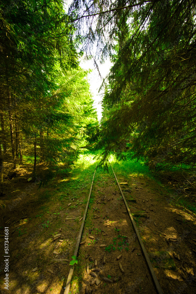 Obraz premium Images from inside a forest