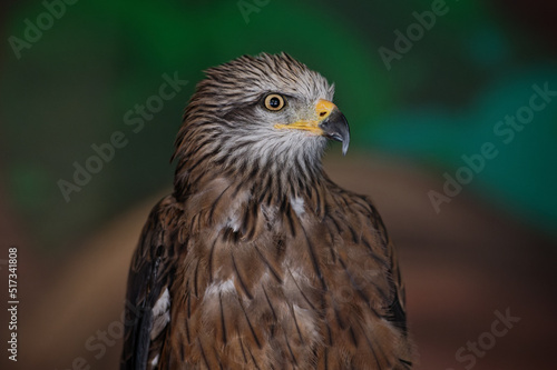 The black kite, Milvus migran, sitting in the zoo enclosure, turned its head to the right and looks attentively straight ahead. Portrait. Close-up.