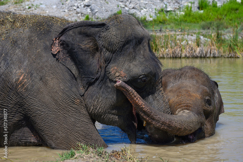 A young Asian elephant hugs an adult elephant with its trunk while standing in a pond. Portrait. Close-up.