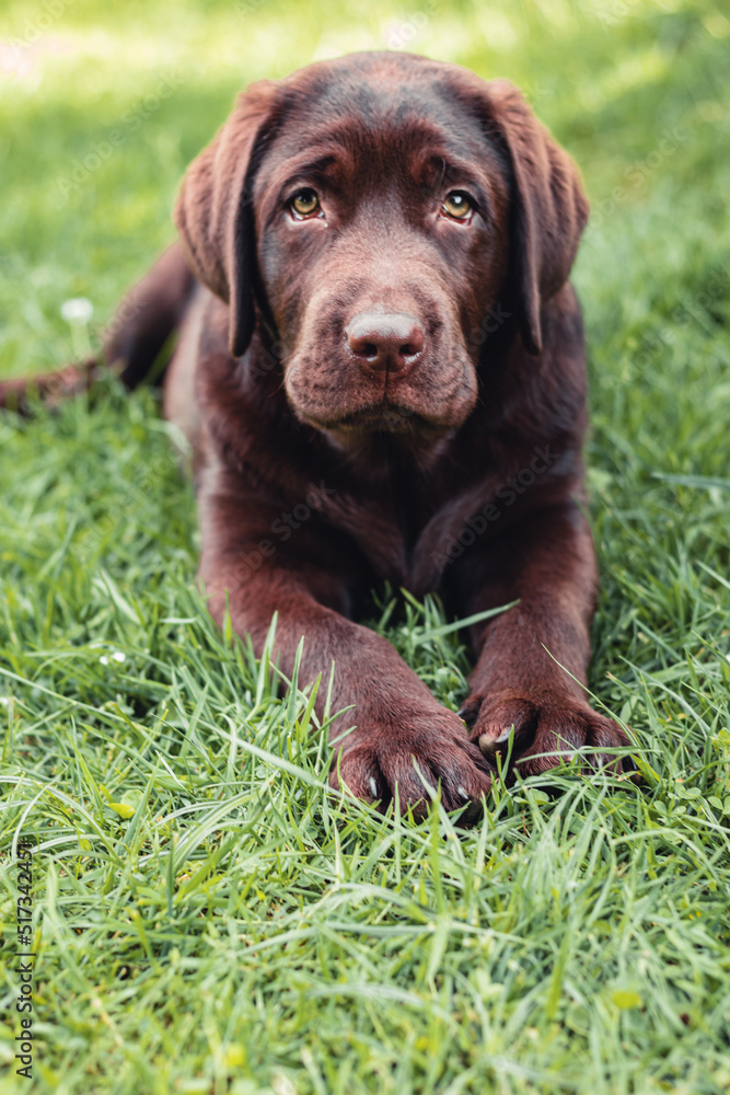 Chocolate labrador retriever puppy resting lying on green grass Chocolate labrador retriever puppy resting lying on green grass