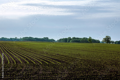 Fresh growing crops in farm field © Nealj121