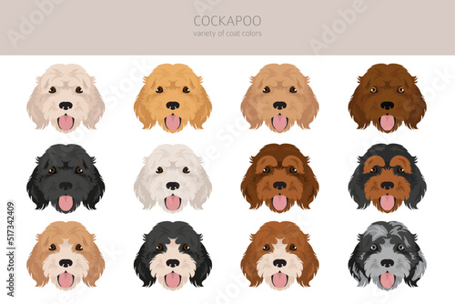 Cockapoo mix breed clipart. Different poses, coat colors set