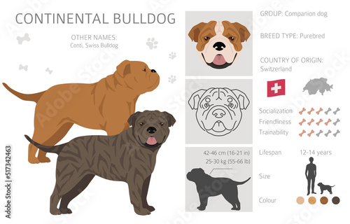 Continental Bulldog clipart. Different poses, coat colors set