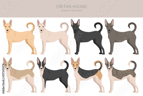 Cretan hound clipart. Different poses, coat colors set