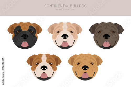 Continental Bulldog clipart. Different poses, coat colors set