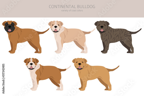 Continental Bulldog clipart. Different poses, coat colors set