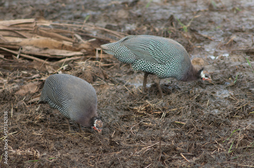 West African guineafowl Numida meleagris galeatus searching for food. Niokolo Koba National Park. Tambacounda. Senegal.