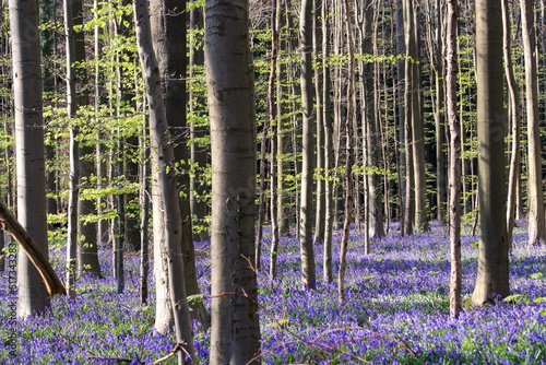 Bluebells, Hallerbos Forest, Belgium