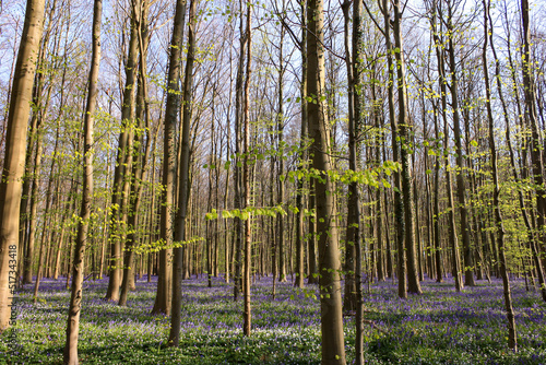 Bluebells, Hallerbos Forest, Belgium © HumbleBee