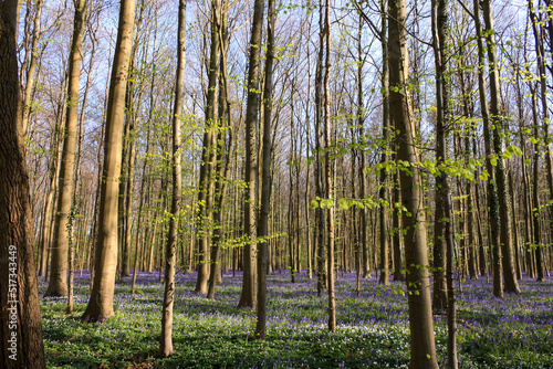 Bluebells, Hallerbos Forest, Belgium