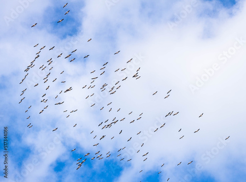 A flock of birds in a blue sky
