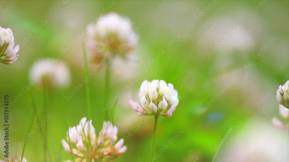 Clover flowers field. Beautiful fresh green meadow with clovers. Slow motion. Environment concept. Summer, spring nature background Clover flowers field. Beautiful fresh green meadow with clovers. Slow motion. Environment concept. Summer, spring nature background