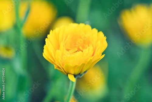 黄色い花が一輪