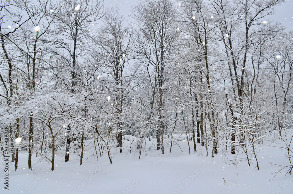 The glittering winter snowfall is beautiful The glittering winter snowfall is beautiful