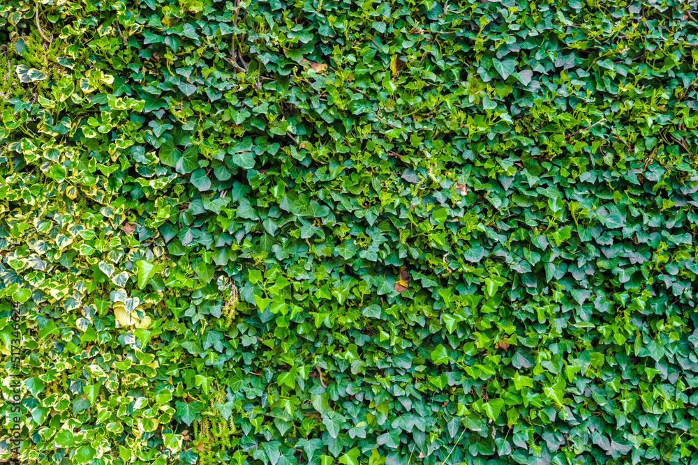 Background of green ivy leaves in muted tones for natural design use. Background of green ivy leaves in muted tones for natural design use.