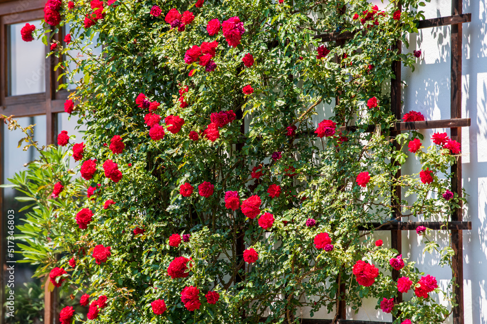 Leuchtend rote Kletterrosen blühen in der Sonne an einem Wandspalier Leuchtend rote Kletterrosen blühen in der Sonne an einem Wandspalier