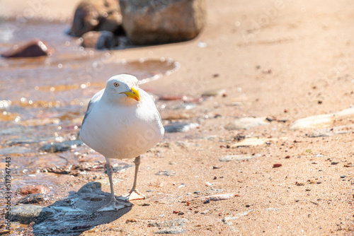 Seagull sneaks along the beach near the water in summer and looks ahead photo