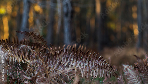 Macro de feuilles de fougère sauvages, dans un environnement aux teintes froides et sinistres © Anthony