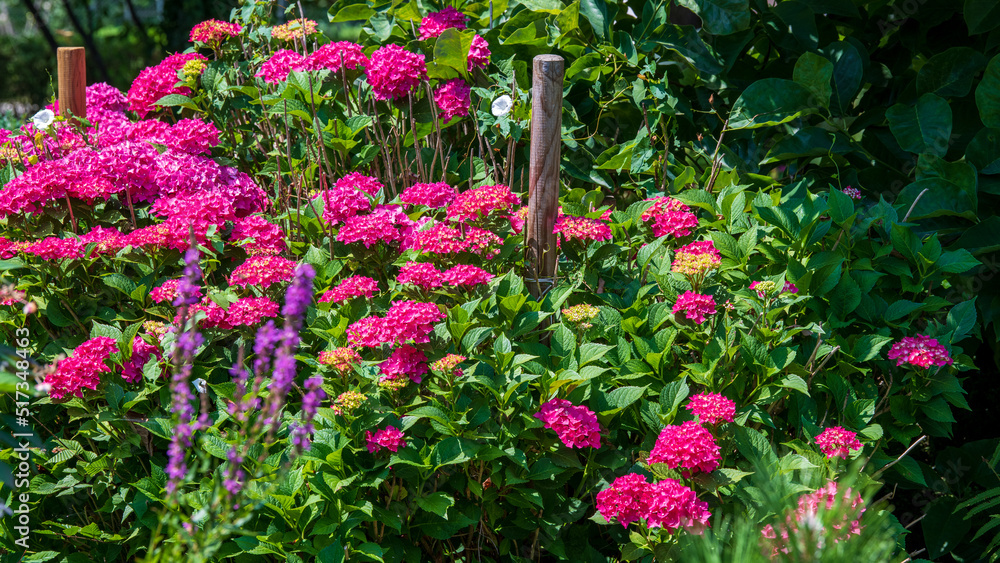 Hortensien in Pink im Garten leuchten in der Sonne - Hydrangeen