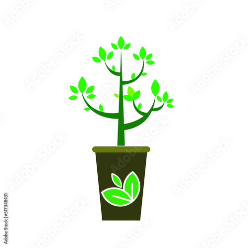 green plant in a pot
