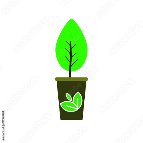 green plant in a pot