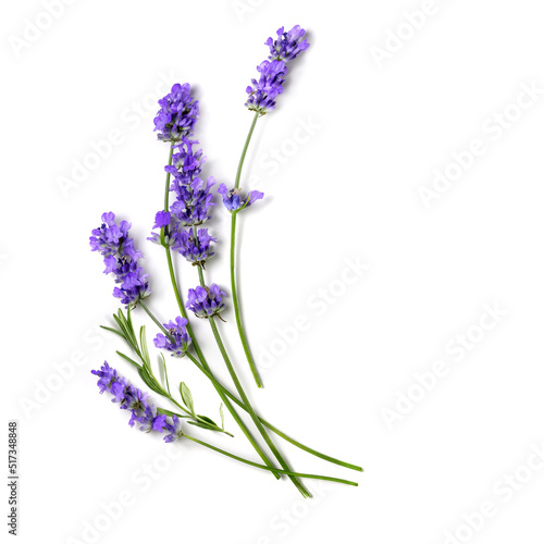 Fényképezés Fresh Lavender flowers bundle on a white