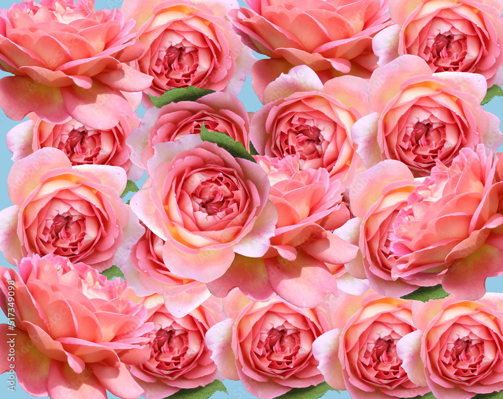 rose flowers on blue background template copy space greetings card Valentine women day rose flowers on blue background template copy space greetings card Valentine women day