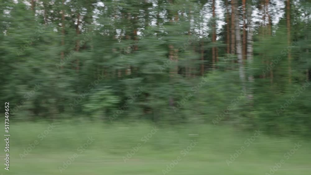 driving plate side view of mixed forest in summer driving plate side view of mixed forest in summer