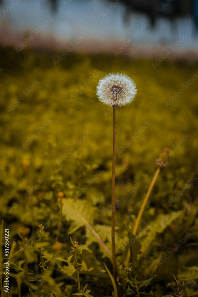 dandelion in the field