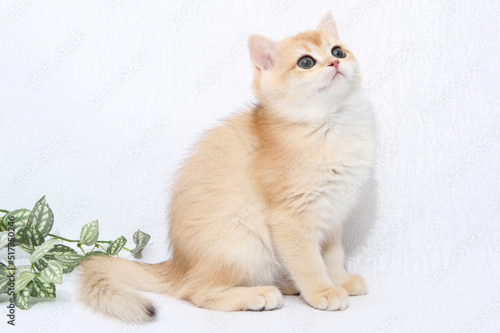 Obraz premium British shorthair kitten of golden color on white background and green leaves. Cute red chinchilla kitten. Pets at cozy home. Top down view web banner. Funny adorable pets cats. Postcard concept.