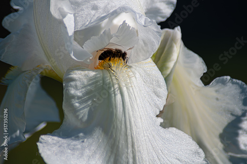 Iris. A genus of perennial rhizomatous plants of the Iris family, or Kasatikovye. photo