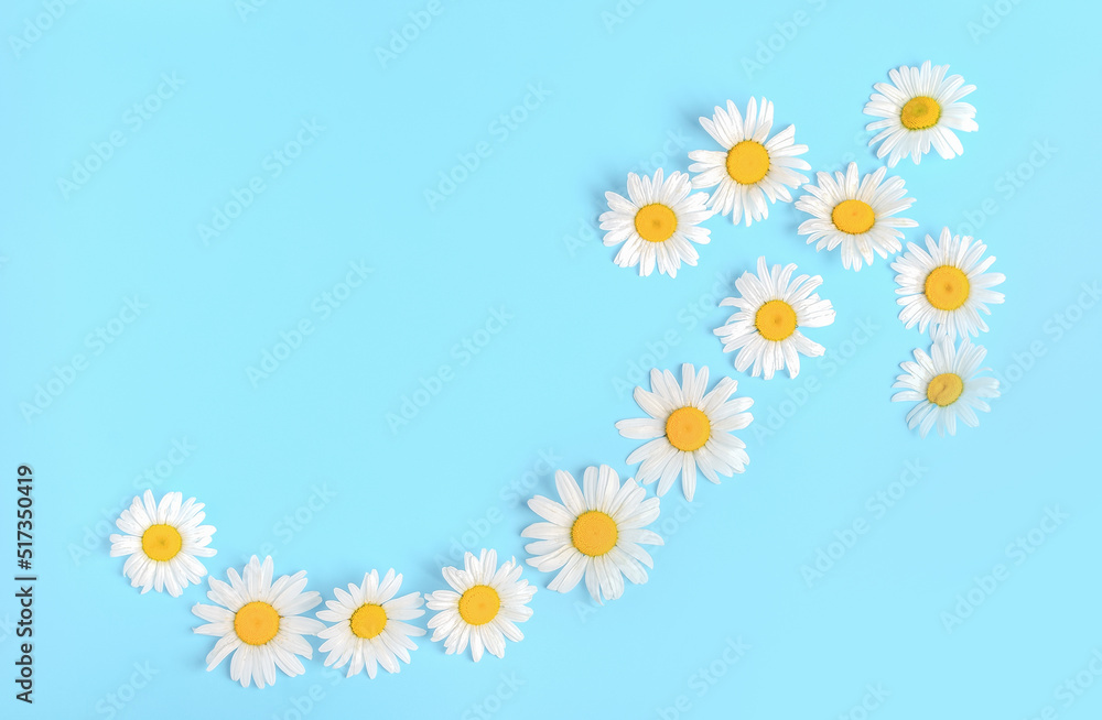An arrow of chamomile flowers on a blue background. An arrow of chamomile flowers on a blue background.