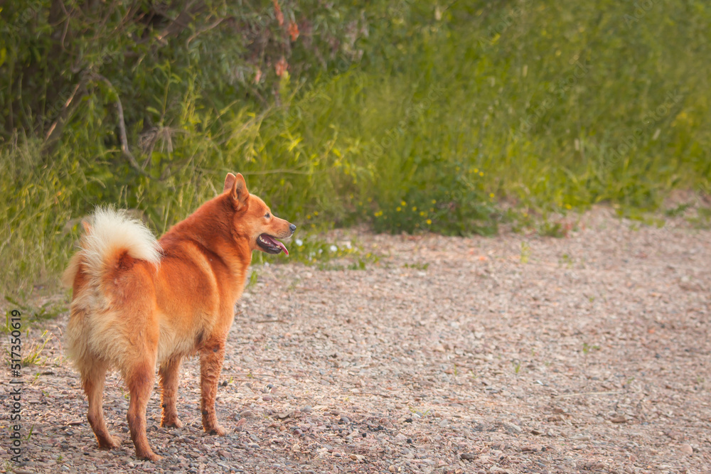 A red Siberian husky dog