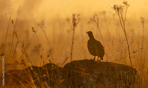 Swainson's Spurfowl calling in the mist photo