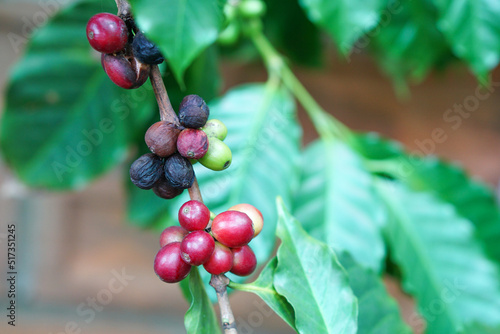 Close up of ripe coffee beans and bad or rotten coffee beans on tree, red berry branches, blurred background.
