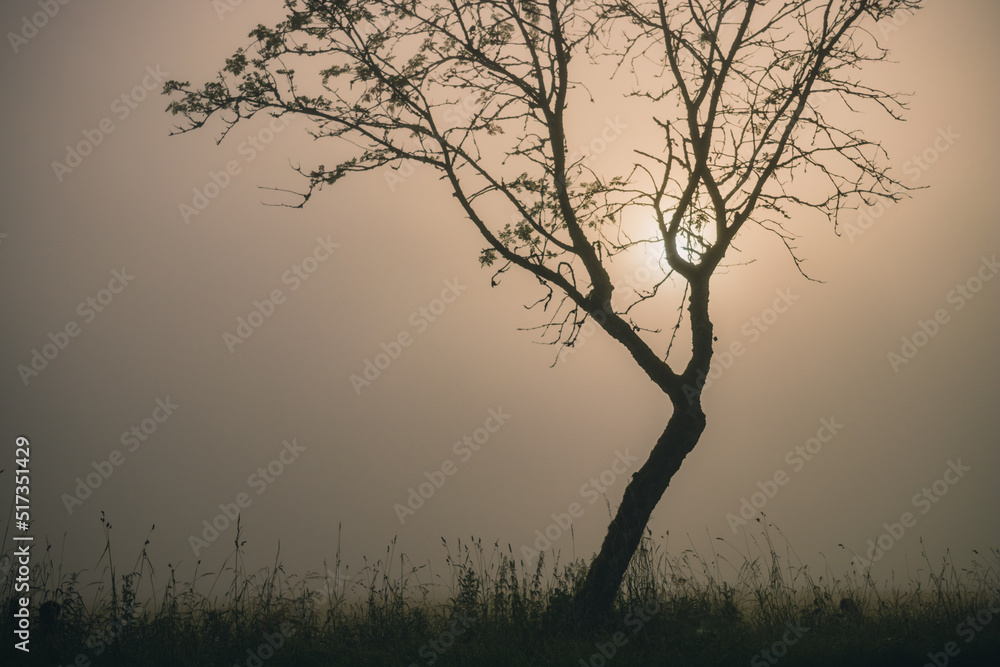 Silhouette of a lonely tree, standing on a foggy meadow at early morning sunlight