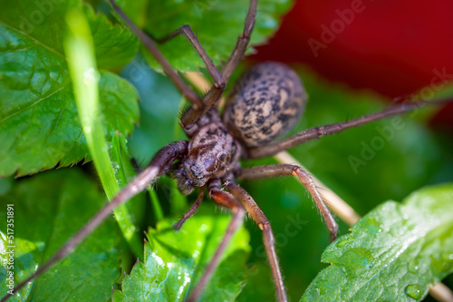Macro shot of a Giant House Spider (Eratigena atrica) between leaves in the garden.