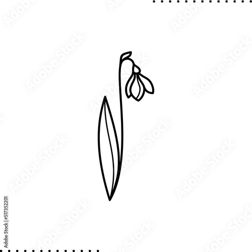 single snowdrop, blooming primroses flower in springtime