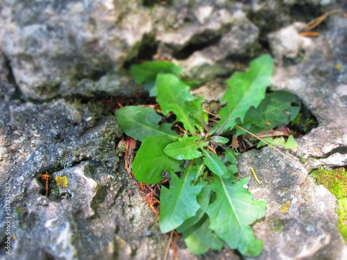 ant on a leaf © Ruth
