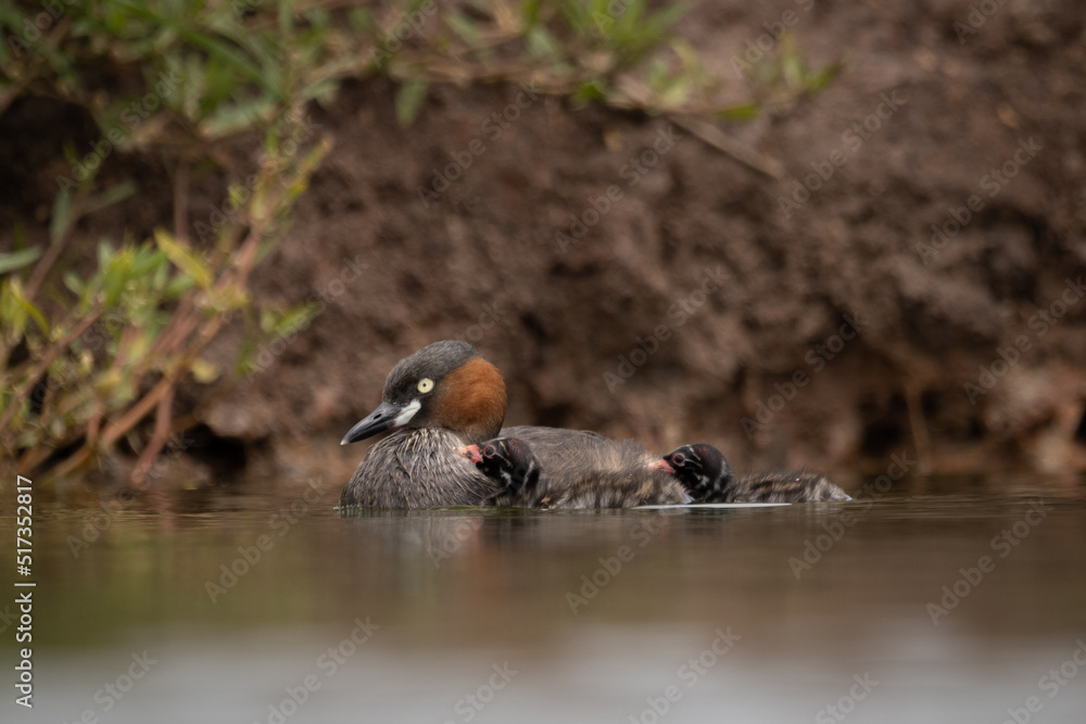 The little grebe, also known as dabchick, is a member of the grebe family of water birds The little grebe, also known as dabchick, is a member of the grebe family of water birds