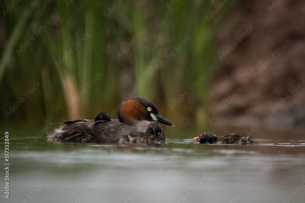 The little grebe, also known as dabchick, is a member of the grebe family of water birds The little grebe, also known as dabchick, is a member of the grebe family of water birds