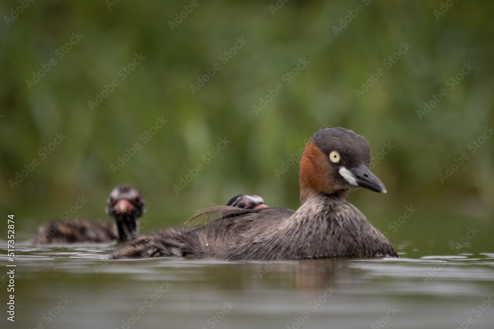 The little grebe, also known as dabchick, is a member of the grebe family of water birds The little grebe, also known as dabchick, is a member of the grebe family of water birds