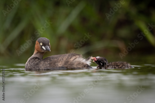 The little grebe  also known as dabchick  is a member of the grebe family of water birds