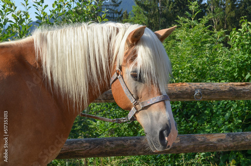 Haflinger Profil