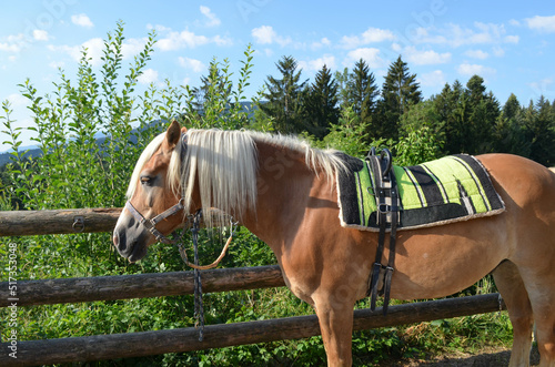 Haflinger mit Sattel