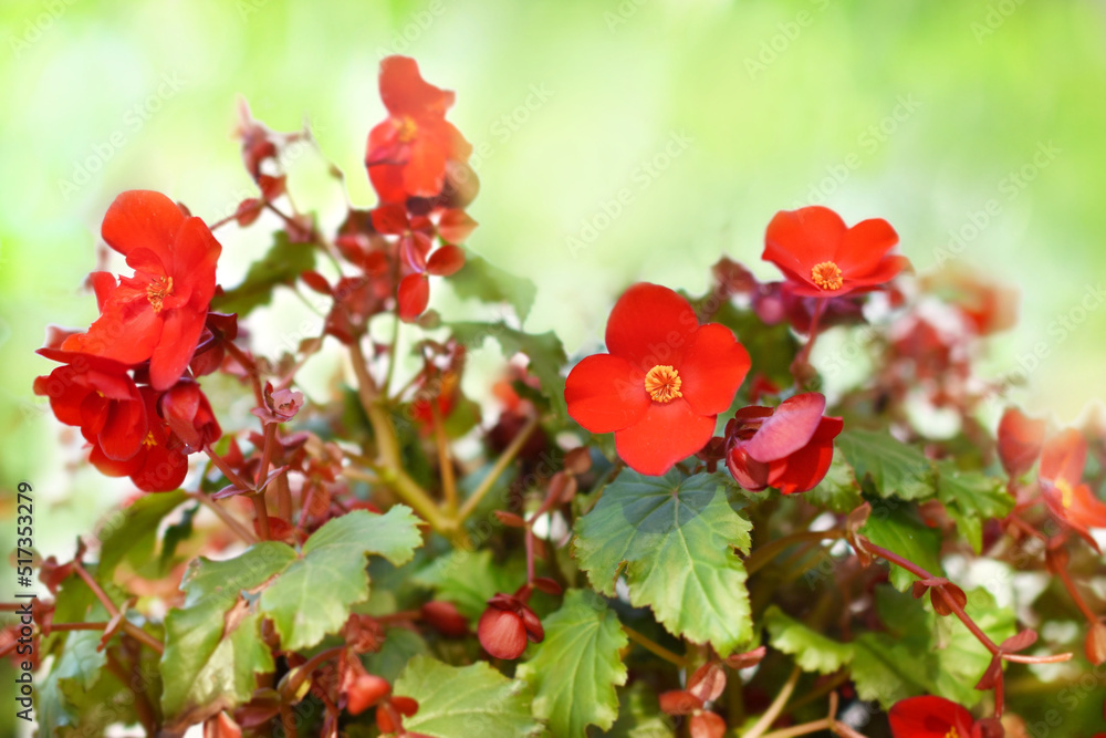 Summer blossoming bright red begonia flowers, garden blooming flower background, selective focus, shallow DOF, toned