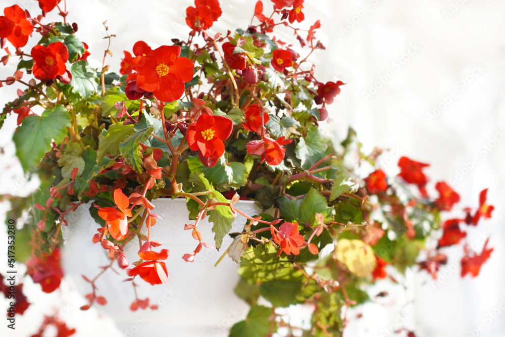 Summer blossoming bright red begonia flowers, garden blooming flower background, selective focus, shallow DOF, toned