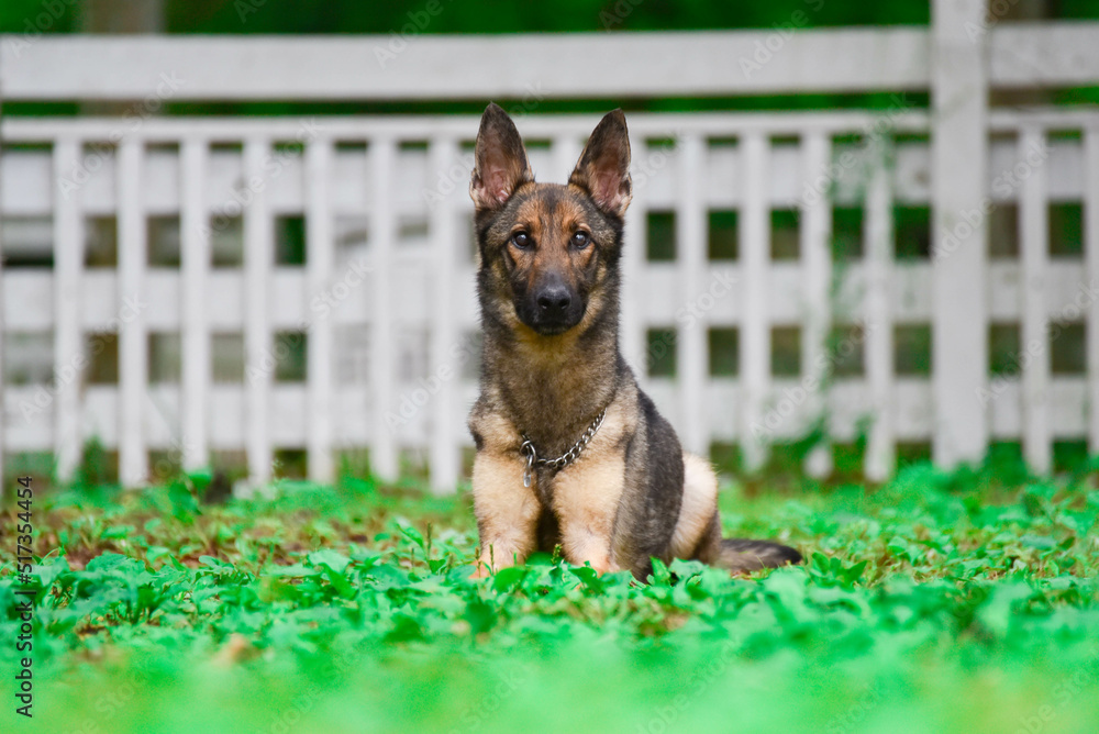 待っているジャーマン・シェパード StockFoto Adobe Stock