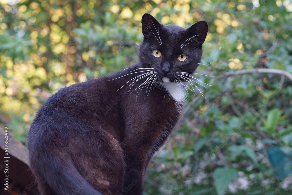 one black cat sits and looks on the street against the background of green vegetation one black cat sits and looks on the street against the background of green vegetation