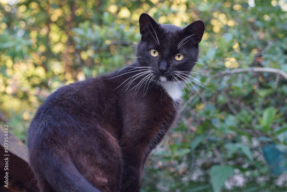 one black cat sits and looks on the street against the background of green vegetation